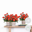 BLOOMIQUE - Lot de 3 - Rosa bling Corsica Star - Rosier en pot - Fleurs oranges - H. 20-30 cm - P. 12 cm - vignette