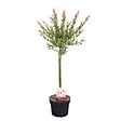 BLOOMIQUE - Salix integra 'Flamingo' - Saule panaché - Plantes de jardin - Rustiques - H. 60-80 cm - P. 17 cm - vignette