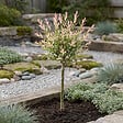 BLOOMIQUE - Salix integra 'Flamingo' - Saule panaché - Plantes de jardin - Rustiques - H. 60-80 cm - P. 17 cm - vignette