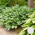 BLOOMIQUE - Hosta Sieboldiana 'Elegans' - Hosta - Plantes de jardin - Rustique - H. 10-20 cm - P. 9x9 cm - vignette