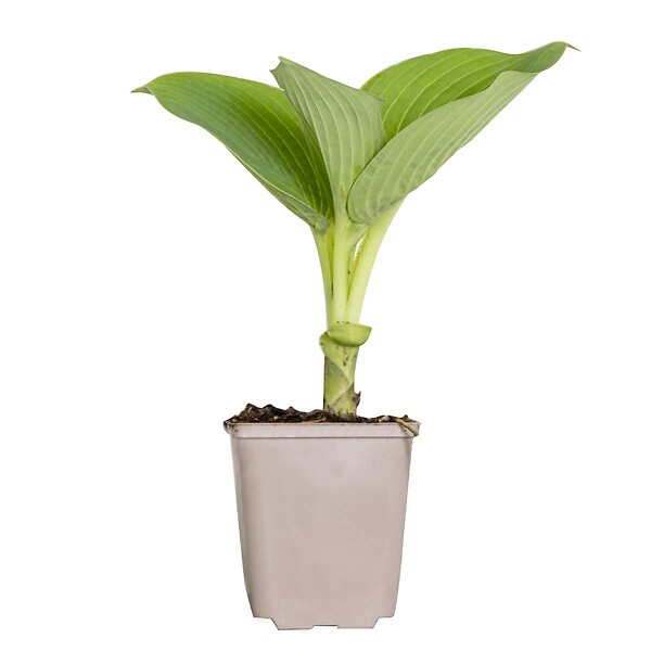 BLOOMIQUE - Hosta Sieboldiana 'Elegans' - Hosta - Plantes de jardin - Rustique - H. 10-20 cm - P. 9x9 cm - large