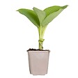 BLOOMIQUE - Hosta Sieboldiana 'Elegans' - Hosta - Plantes de jardin - Rustique - H. 10-20 cm - P. 9x9 cm - vignette