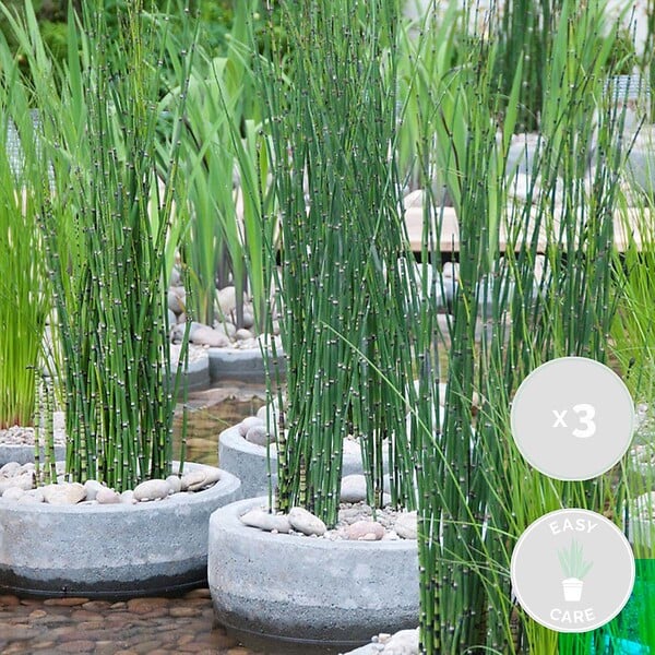 BLOOMIQUE - Lot de 3 - Equisetum Japonicum - Prêle du Japon - Plantes de bassin - H. 20-30 cm - P. 9 cm - large