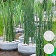 BLOOMIQUE - Lot de 3 - Equisetum Japonicum - Prêle du Japon - Plantes de bassin - H. 20-30 cm - P. 9 cm - vignette