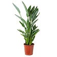 BLOOMIQUE - Strelitzia Reginae - Oiseau de paradis - Fleur de paradis - H. 80-100 cm - P. 24 cm - vignette