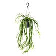 BLOOMIQUE - Lepismium Bolivianum - Plantes d’intérieur - Plantes suspendues - H. 20-30 cm - vignette
