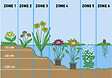 BLOOMIQUE - Lot de 6 - Plantes de bassin purifiantes - H. 15-25 cm - P. 9 cm - vignette
