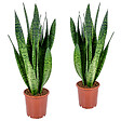 BLOOMIQUE - Lot de 2 - Sansevieria Zeylanica - Langue de belle-mère - H. 50-70 cm - P. 17 cm - vignette