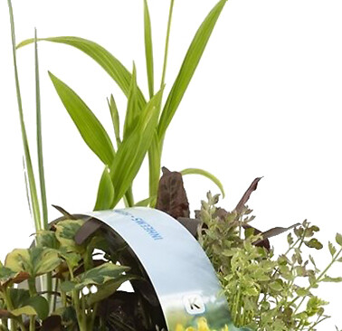 BLOOMIQUE - Lot de 6 - Plantes de bassin indigènes - Zones de bassin 1-2-3 - H. 15-25 cm - P. 9 cm - large