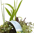 BLOOMIQUE - Lot de 6 - Plantes de bassin indigènes - Zones de bassin 1-2-3 - H. 15-25 cm - P. 9 cm - vignette