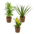 BLOOMIQUE - Lot de 3 - Mélange de plantes tropicales d’intérieur avec panier en jonc de mer luxe - Dépolluantes - vignette