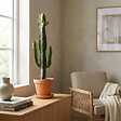BLOOMIQUE - Euphorbia Acrurensis - Euphorbe - Cactus Cowboy - Plante cactus - H. 60-70 cm - P. 17 cm - vignette