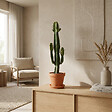 BLOOMIQUE - Euphorbia Acrurensis - Euphorbe - Cactus Cowboy - Plante cactus - H. 60-70 cm - P. 17 cm - vignette