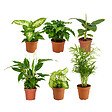 BLOOMIQUE - Lot de 6 - Mélange de plantes vertes - H. 20-40 cm - P. 12 cm - vignette