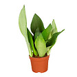 BLOOMIQUE - Sansevieria 'Moonshine' par unité - Plante d’intérieur - Hauteur 10-20 cm - Pot 9 cm - vignette