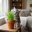 BLOOMIQUE - Lot de 4 - Mélange sans danger pour les animaux - H. 20-40 cm - P. 12 cm - vignette
