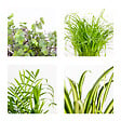 BLOOMIQUE - Lot de 4 - Mélange sans danger pour les animaux - H. 20-40 cm - P. 12 cm - vignette