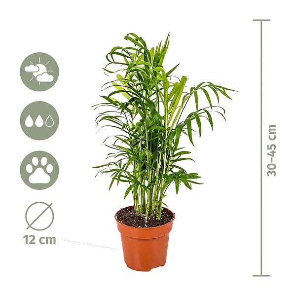 BLOOMIQUE - Lot de 4 - Mélange sans danger pour les animaux - H. 20-40 cm - P. 12 cm - large