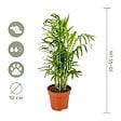 BLOOMIQUE - Lot de 4 - Mélange sans danger pour les animaux - H. 20-40 cm - P. 12 cm - vignette