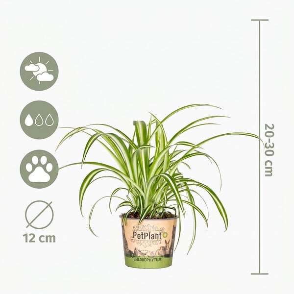 BLOOMIQUE - Lot de 4 - Mélange sans danger pour les animaux - H. 20-40 cm - P. 12 cm - large