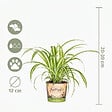 BLOOMIQUE - Lot de 4 - Mélange sans danger pour les animaux - H. 20-40 cm - P. 12 cm - vignette