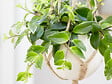 BLOOMIQUE - Aeschynanthus Mona Lisa - Plante Rouge à Lèvres - Plante suspendue - H. 20-30 cm - P. 17 cm - vignette