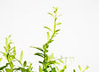 BLOOMIQUE - Aeschynanthus Mona Lisa - Plante Rouge à Lèvres - Plante suspendue - H. 20-30 cm - P. 17 cm - vignette