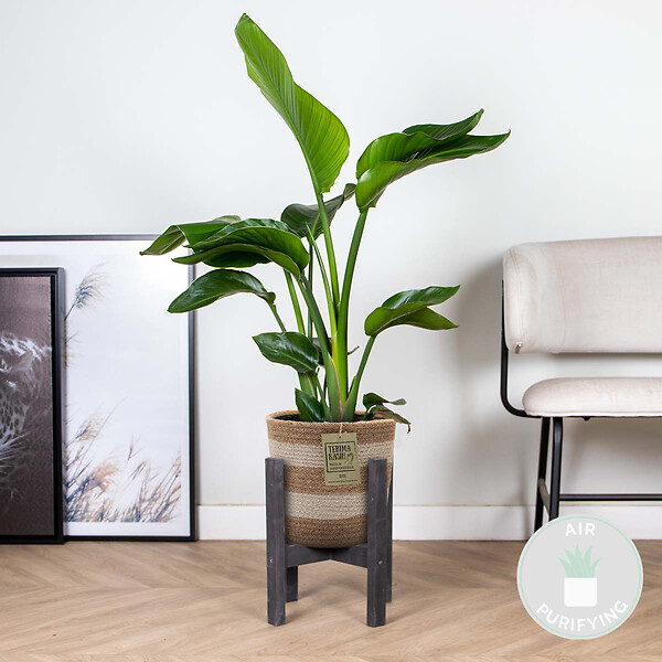 BLOOMIQUE - Strelitzia Nicolai - Oiseau de paradis - Plante d’intérieur - Dépolluante - H. 80-100 cm - large