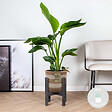 BLOOMIQUE - Strelitzia Nicolai - Oiseau de paradis - Plante d’intérieur - Dépolluante - H. 80-100 cm - vignette