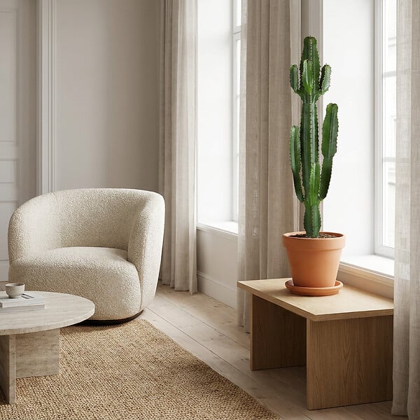 BLOOMIQUE - Euphorbia Acrurensis - Euphorbe - Cactus cowboy - Plante cactus - H. 100-120 cm - P. 24 cm - large