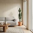 BLOOMIQUE - Euphorbia Acrurensis - Euphorbe - Cactus cowboy - Plante cactus - H. 100-120 cm - P. 24 cm - vignette