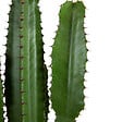 BLOOMIQUE - Euphorbia Acrurensis - Euphorbe - Cactus cowboy - Plante cactus - H. 100-120 cm - P. 24 cm - vignette