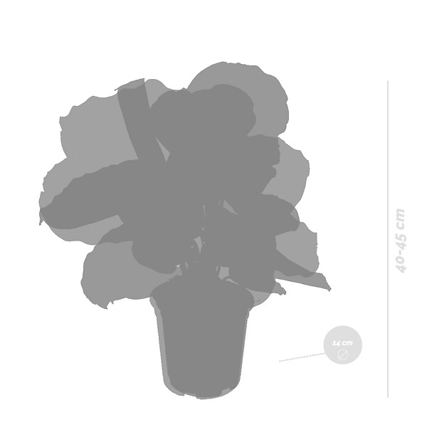 BLOOMIQUE - Lot de 2 Calathea - Medallion et Orbifolia - Plantes paon - Dépolluantes - H. 40-50 cm - P. 14 cm - large