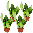 BLOOMIQUE - Lot de 4 - Sansevieria 'Moonshine' lot de 4 - Plante d'intérieur et pot - H. 10-20 cm - P. 9 cm - vignette