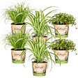 BLOOMIQUE - Lot de 6 - Plantes d’intérieur sans danger pour les animaux - H. 20-30 cm - P. 12 cm - vignette