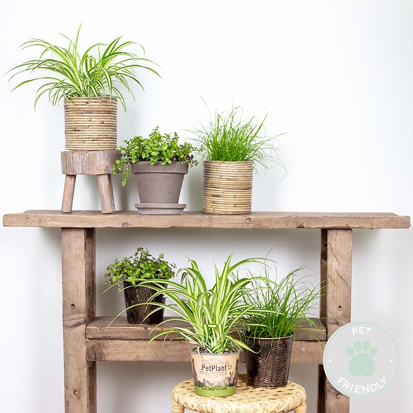 BLOOMIQUE - Lot de 6 - Plantes d’intérieur sans danger pour les animaux - H. 20-30 cm - P. 12 cm - large