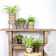 BLOOMIQUE - Lot de 6 - Plantes d’intérieur sans danger pour les animaux - H. 20-30 cm - P. 12 cm - vignette