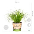 BLOOMIQUE - Lot de 6 - Plantes d’intérieur sans danger pour les animaux - H. 20-30 cm - P. 12 cm - vignette