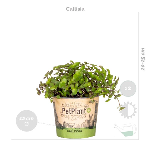 BLOOMIQUE - Lot de 6 - Plantes d’intérieur sans danger pour les animaux - H. 20-30 cm - P. 12 cm - large