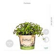 BLOOMIQUE - Lot de 6 - Plantes d’intérieur sans danger pour les animaux - H. 20-30 cm - P. 12 cm - vignette