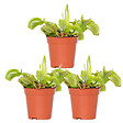 BLOOMIQUE - Lot de 3 - Dionaea Muscipula - Plante Carnivore - Facile d’entretien - 05-10 cm - vignette