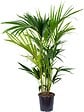 BLOOMIQUE - Howea Forsteriana - Palmier Kentia - Plantes d’intérieur - Dépolluante - H. 80-100 cm - P. 19 cm - vignette