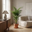 BLOOMIQUE - Howea Forsteriana - Palmier Kentia - Plantes d’intérieur - Dépolluante - H. 80-100 cm - P. 19 cm - vignette