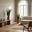 BLOOMIQUE - Lot de 2 - Sansevieria 'Laurentii' XL - Langue de belle-mère - Succulente - H. 55-65 cm - vignette