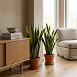 BLOOMIQUE - Lot de 2 - Sansevieria 'Laurentii' XL - Langue de belle-mère - Succulente - H. 55-65 cm - vignette