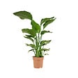 BLOOMIQUE - Strelitzia Nicolai - Plante Strelitzia - Oiseau de paradis - Plante d'intérieur grande - H. 70-80 cm - vignette