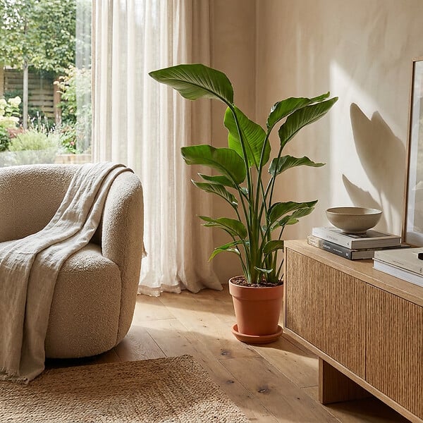 BLOOMIQUE - Strelitzia Nicolai - Plante Strelitzia - Oiseau de paradis - Plante d'intérieur grande - H. 70-80 cm - large