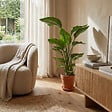 BLOOMIQUE - Strelitzia Nicolai - Plante Strelitzia - Oiseau de paradis - Plante d'intérieur grande - H. 70-80 cm - vignette
