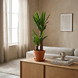 BLOOMIQUE - Yucca Elephantipes - Yucca pied d’éléphant - Plante d’intérieur - H. 60-70 cm - P. 17 cm - vignette