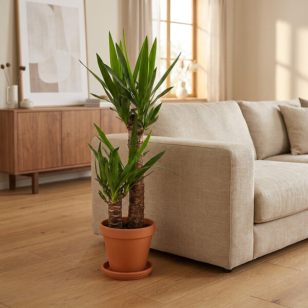 BLOOMIQUE - Yucca Elephantipes - Yucca pied d’éléphant - Plante d’intérieur - H. 60-70 cm - P. 17 cm - large